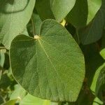 Aristolochia tomentosa Leaf