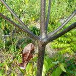 Cordia alliodora Corteza