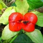 Drymonia serrulata Fruto