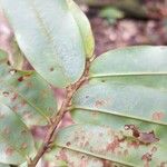Xylopia pulcherrima Hoja