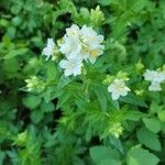 Polemonium carneum Fiore