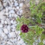 Allium sphaerocephalum Flower