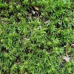 Sagina procumbens عادت داشتن