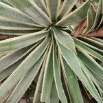 Agave vivipara Fuelha