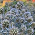 Eryngium planumBloem