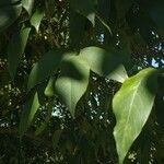 Clitoria fairchildiana Leaf