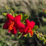 Hibiscus aponeurus Habit