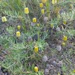 Banksia marginata Celota