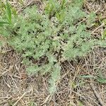 Artemisia frigida Blatt