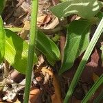 Urochloa maxima Bark