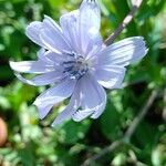 Cichorium intybus ᱵᱟᱦᱟ