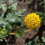 Abronia latifolia ᱛᱟᱦᱮᱸ