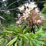 Rhododendron columbianum Flor