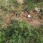 Anemone montana Хабит
