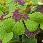 Oxalis tetraphylla Folio