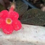 Episcia cupreataFlor