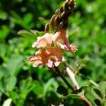 Indigofera hendecaphylla Flower