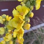 Verbascum densiflorumЦветок