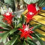 Guzmania monostachia Flower