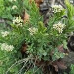 Comandra umbellata Flower