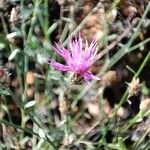 Centaurea paniculataBlomst