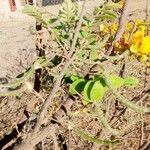 Senna auriculata Fruit