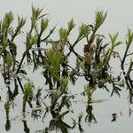 Myriophyllum spicatum Лист