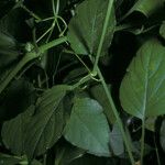 Entada polystachya Hoja