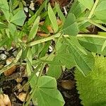 Baptisia australis 樹皮