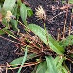 Carex plantaginea Flor
