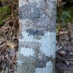 Arthroclianthus angustifolius Bark