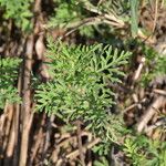 Ambrosia tenuifolia autre