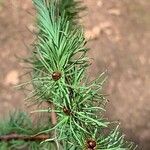 Larix kaempferi Blad