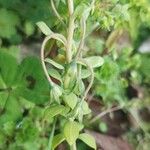 Linaria triphylla Frutto