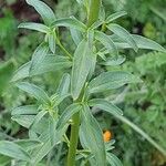 Antirrhinum majus Leaf