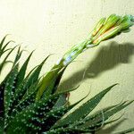 Aloe aristata 葉