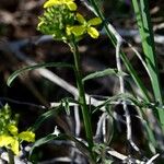 Erysimum rhaeticum Leaf