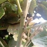 Erythrina abyssinica Corteccia
