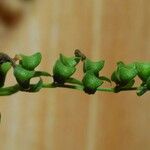 Scutellaria lateriflora Fruit