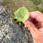 Umbilicus horizontalis Leaf