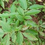 Vaccinium angustifolium Leaf