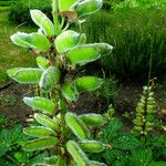 Lupinus polyphyllus Gyümölcs