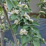 Photinia villosa Lorea