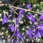 Campanula arvatica Flower