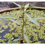 Ludwigia perennis Folha