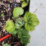 Saxifraga stolonifera Blad