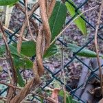 Lonicera acuminata Bark