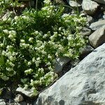 Galium megalospermum Habit