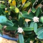 Buxus harlandii Lorea