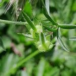Geranium dissectum 果實
